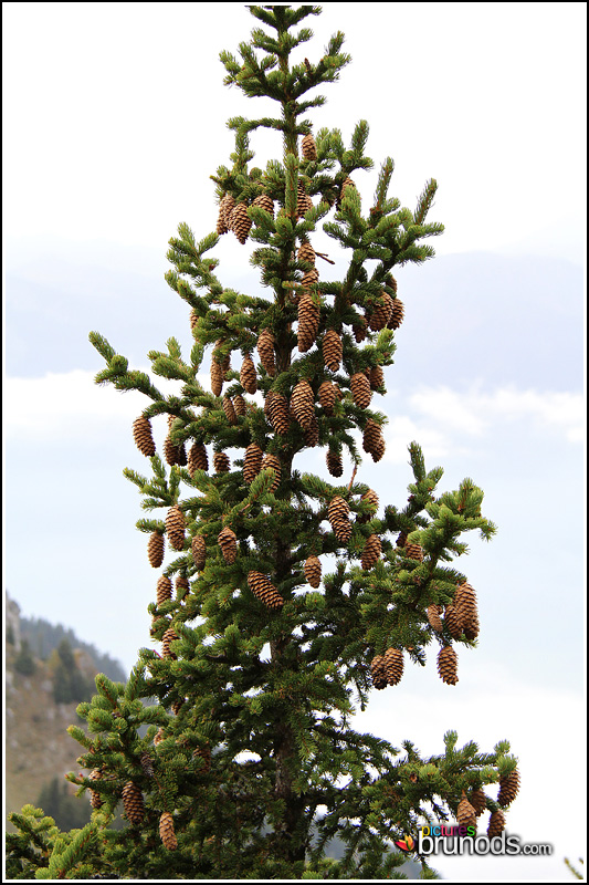 leysin_025.JPG