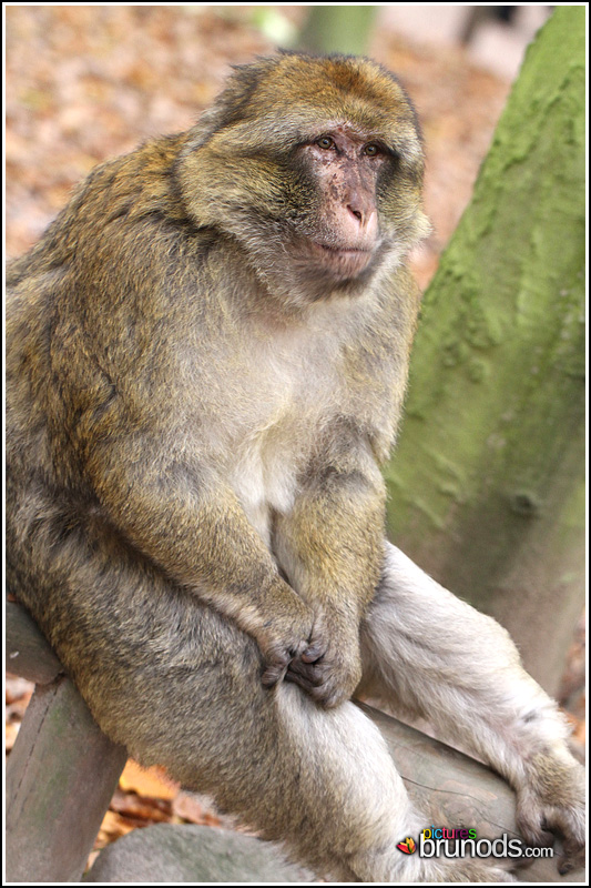 singes2010_013.JPG