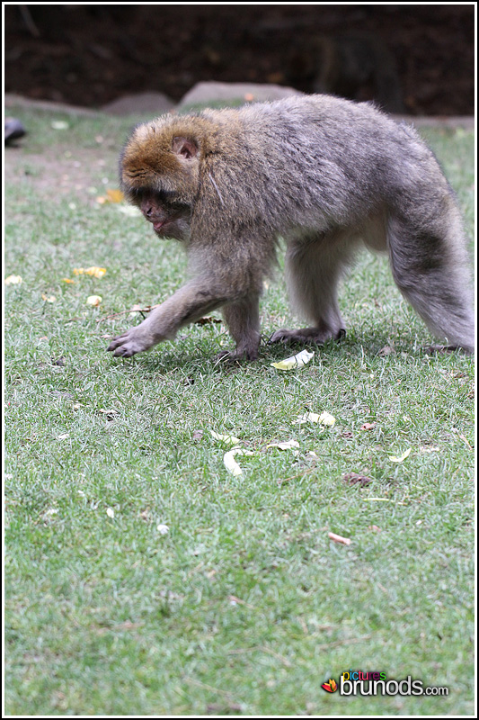 singes2010_020.JPG