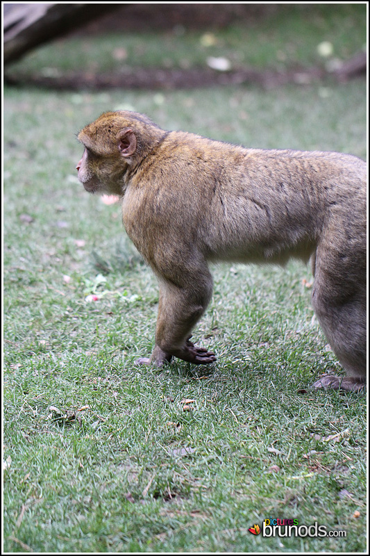 singes2010_024.JPG