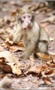 montagne_singes10